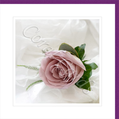 Lilac rose - Gavin Warland