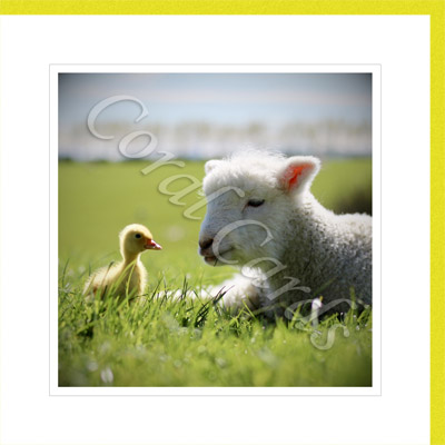 Animal friendship - duckling and lamb - Isabell Geran